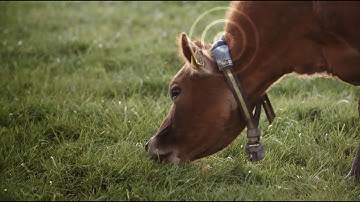 Allflex Australia - Leaders in Livestock Monitoring
