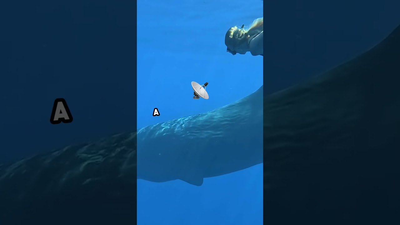 Dive into the World of Humpback Whales!