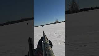 Foxhound 💥 #shortsvideo #shortsfeed #youtube #outdoors #subscribe #hunt #coyote #dog #hunting #hunt Foxhound 💥 #shortsvideo #shortsfeed #youtube #outdoors #subscribe #hunt #coyote #dog #hunting #hunt
