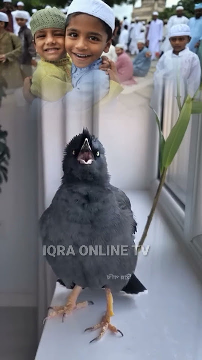 A ghazal about Eid-ul-Adha from Mitu's mouth. #iqraonlinetv #nest #talkingbirds #birds #birdsinging