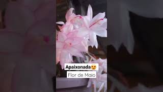 Apaixonei pela floração da Flor de Maio