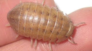 Helleria brevicornis Isopod Care Guide by Aquarimax Pets 2,178 views 5 months ago 21 minutes