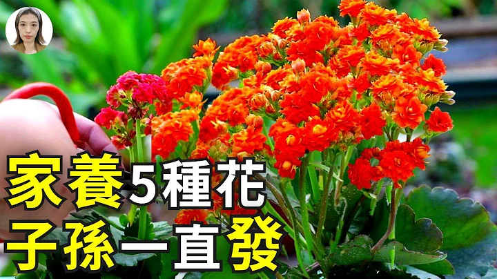 客厅养这5种花，子孙一直发发发，不是迷信非常准！|花花世界 - 天天要闻