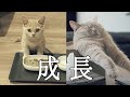 子猫が大人になるまで