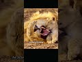 This male lion had an affair and was caught by his children.