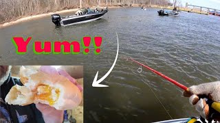 Perch Catch and Cook!! Mississippi River!! (Unique Batter)