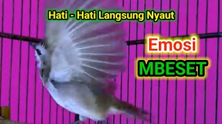 APAPUN Trucuknya di Jamin Respon NYAUT Gacor dan ikutan Ropel dengan Pacingan Trucuk ini