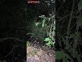 explore malam tiger labu collab bosswan seram gila part 3/6 di kawasan bukit bunian 2 haluan 2