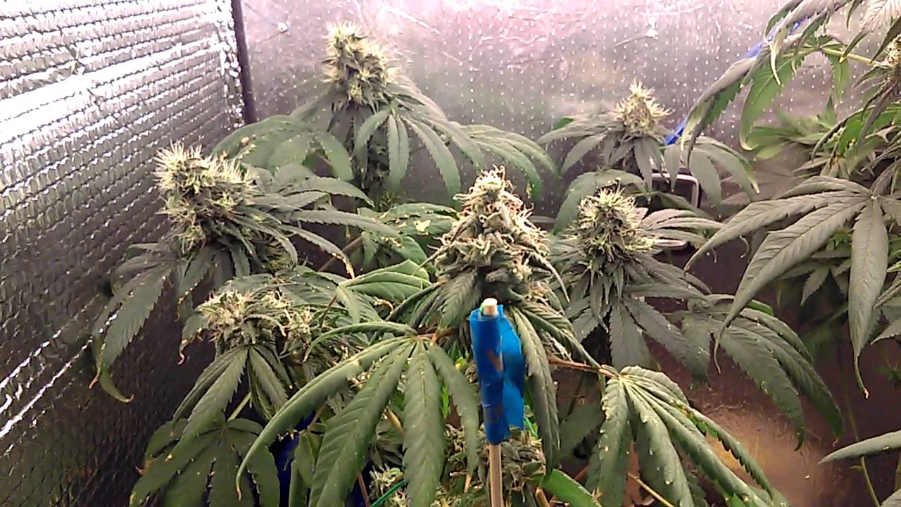CFL DIY Medicinal Medical Cannabis Marijuana Grow