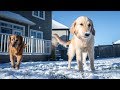 Golden Retrievers 1st Time In Snow ❄️ - Daisy + Duke