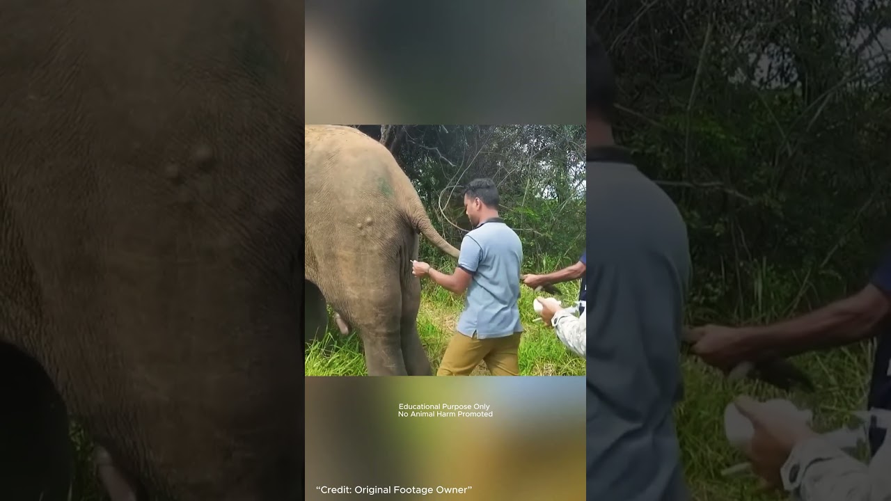 কিং কোবরার ছো*বলে মৃ*ত্যুর মুখে হাতি | অবিশ্বাস্য অ*পারেশন দেখে সবাই হতবাক