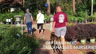 6 Month old Brazilian Mastiff 'Tug' | Tallahassee Dog Trainers | Mastiff Dog Trainers