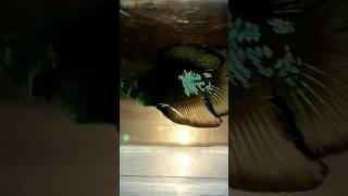 Download Lagu Ikan cupang Avatar HULK Gordon🖤💚💙  #shorts #animals #fish #aquarium #bettafish MP3 Download Lagu Ikan cupang Avatar HULK Gordon🖤💚💙  #shorts #animals #fish #aquarium #bettafish MP3