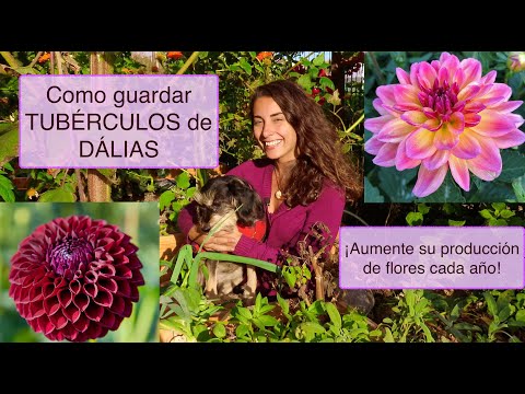 Video: ¿Cuándo se desentierran las dalias para el invierno y por qué se deben hacer?