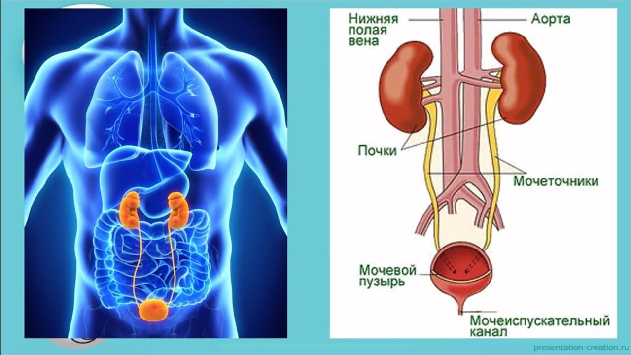 8-sinf darsligi. 34-38-mavzular(Teri va ayirish sistemasi).