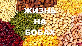 ЖИЗНЬ НА БОБАХ...