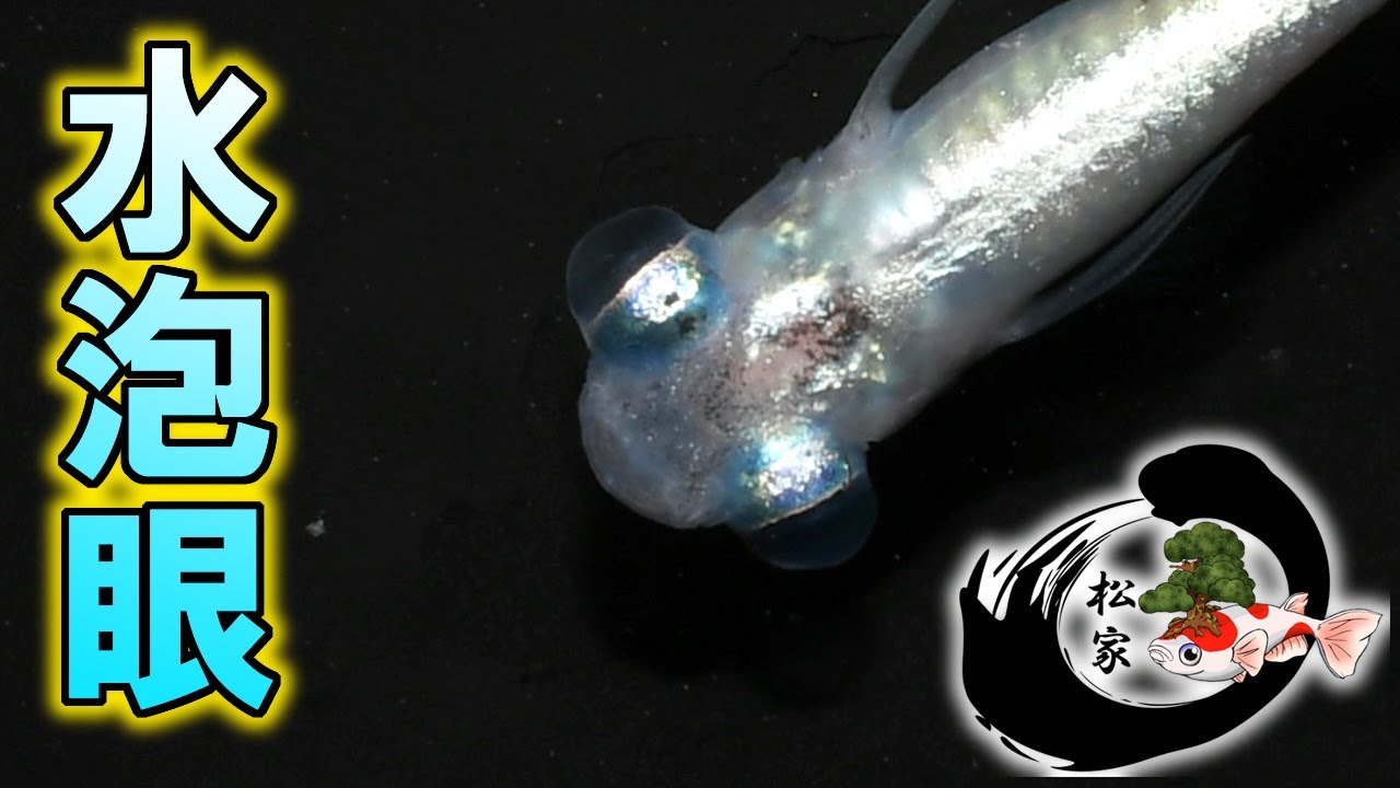 ビックアイ水泡眼（Hitomi）メダカの選別や固定率など - YouTube