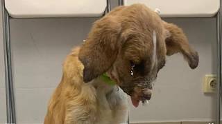 Abandoned in Agony, Her Cries Reached the Right Hearts and a Miracle Happened 🌟🐶!