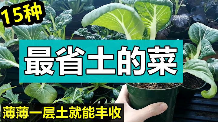 用最少的土種更多的菜, 15種最省土的蔬菜, 淺土種菜, 適合陽台露台花盆泡沫箱土不夠的朋友 Less Soil Growing More Vegetable - 天天要聞