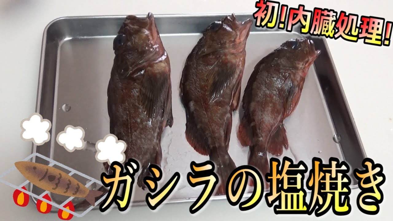 人生３度目の魚釣り 釣った ガシラ を初内臓処理 塩焼きで食べる Youtube