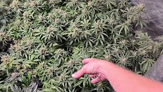 Quick look for burnt leaves. I pick one or two per day. lol