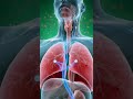 Why Do You Cough After Eating? The Answer Is Inside Your Body 🤯#AcidReflux #GERD #humananatomy