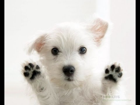 Все породы собак.Вест хайленд уайт терьер (West Highland White Terrier)