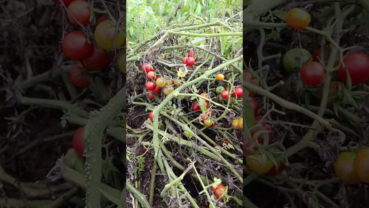 Son demlerinde Domateslerimizden bir avuç Lezzet 😊🍅 #domates #tomato #bahçe #tarım #salkım çeri