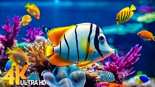 Aquarium 4K VIDEO (ULTRA HD) - Beautiful Coral Reef Fish - Relaxing Sleep Meditation Music #5
