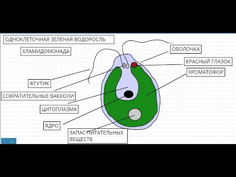 Хламидомонада строение