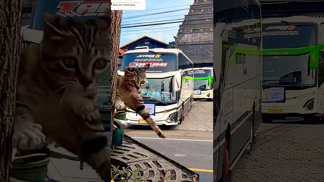 KUCING KAGET 🤣‼️