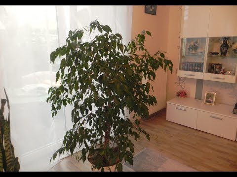 Видео: Родина на фикуса: страната на произход на стайното растение. Как цветето е попаднало в Русия?