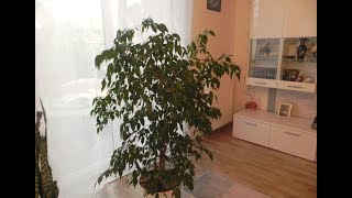 КАК ВЫРАЩИВАТЬ ФИКУС БЕНДЖАМИНА . РАЗМНОЖЕНИЕ, ПЕРЕСАДКА ФИКУСА #ficus #деревья #oldenburgru#111