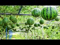 World's Most Expensive Watermelon - Japanese Black Watermelon Cultivation - Black Watermelon Farm