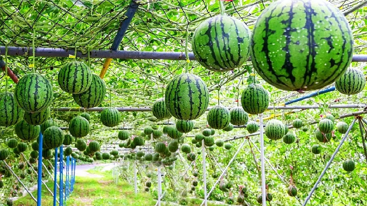 World's Most Expensive Watermelon - Japanese Black Watermelon Cultivation - Black Watermelon Farm - DayDayNews