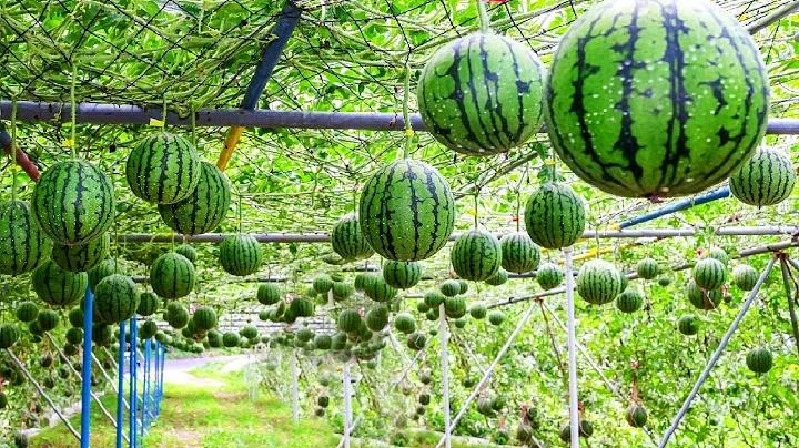 Nola Farmer Photo 7