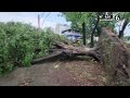 Amenaza en las calles de Guadalajara por árboles caídos