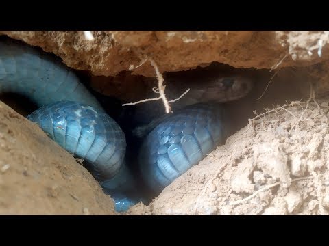 Thumbnail for Cuộc Gọi Khẩn 30, Đàn Rắn Hổ Mang Khủng Ẩn Náu Trong Tổ Mối Lâu Năm | Nhịp Sống Đông Bắc