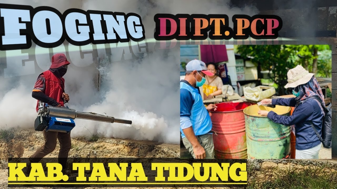 Dahsyatnya pengendalian nyamuk Aedes Aegypti di PT PCP Kab. Tana Tidung Kaltara