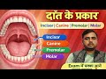 #atozwala मुख गुहा के दाँत (Buccal Cavity Teeth) | दाँतों के प्रकार और कार्य | #Class10Biology