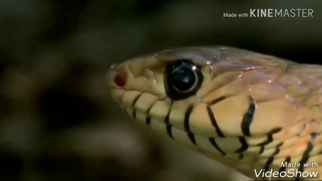 Arab Hijab Big Boobs Porn Videos Pornhubcom