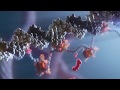 Curaxin MOA Animation for Roswell Park Cancer Institute