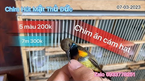 🔥Chim Hút Mật Các Loại🔥7 Màu Tía Ô-5 Màu Bụng Vàng-Xác Pháo-Ốc Mít-Đà Lạt || Chim Hút Mật Thủ Đức.