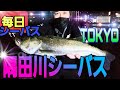 隅田川 シーバス 東京湾シーバス オカッパリで釣る! 大都会の釣り! tokyo fishing