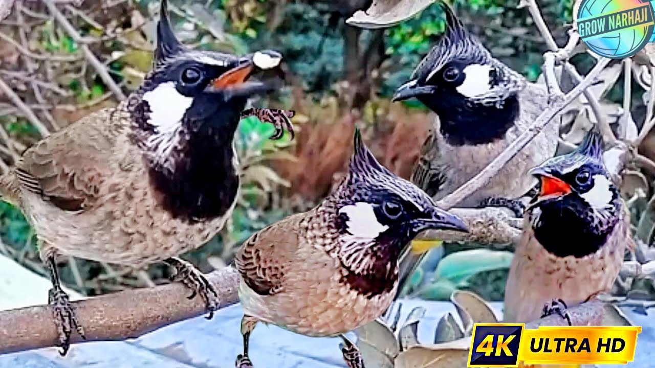 4k ultra hd birds sounds bulbul birds eating food - YouTube
