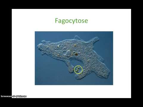 Basisstof 6 - Overige eencellige eukaryoten (Thema 4 - Ordening)