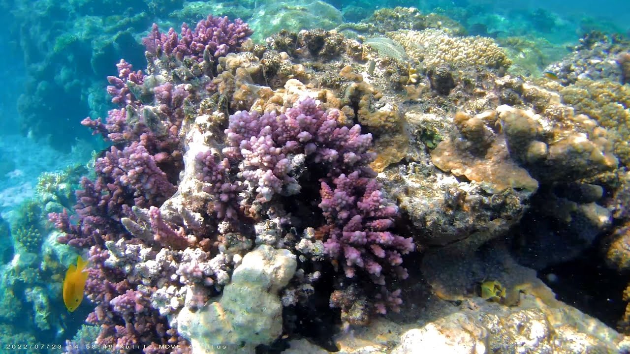 WADI LAHMY AZUR, rafa w lagunach 4K, lipiec 2022 (coral reef in lagoons ...