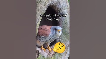 sarang burung alap alap falcon #birds #wildlife #animals #kestrel #sarangburung #falcon #alapalap