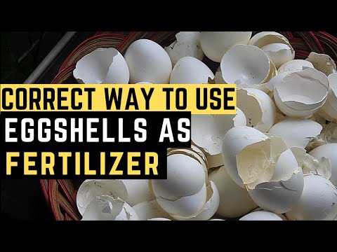 Video: Eggshells As A Miracle Fertilizer