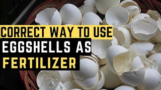 Organic Fertilizer: How to Use Eggshells as Fertilizer | The Correct Way | PH